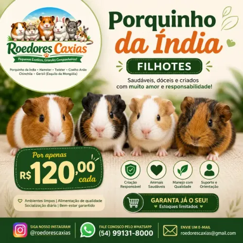Porquinho da Índia