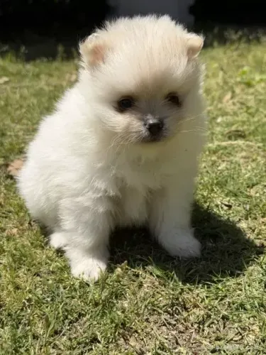 Filhote de cachorro curioso e atento Spitz Alemão/ Lulu da Pomerânia/ anão/ anãozinho