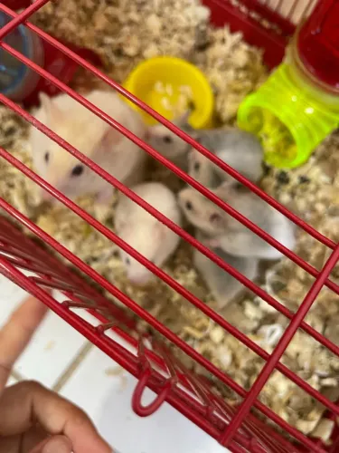 Hamster