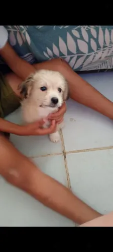 Vendo por 200 reais esse lindo cachorrinho