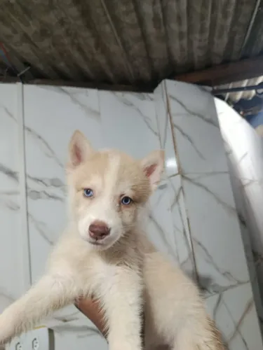 husky siberiano