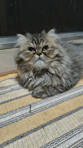 Gato persa filhote macho