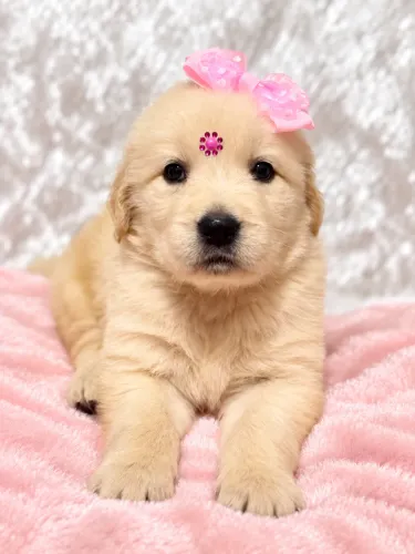 FILHOTE DE GOLDEN RETRIEVER