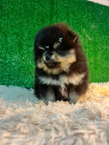 Spitz alemão anão macho / Lulu da pomerânia