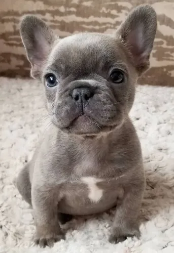 Bulldogue Francês - Carinho Que Se Sente No Olhar 