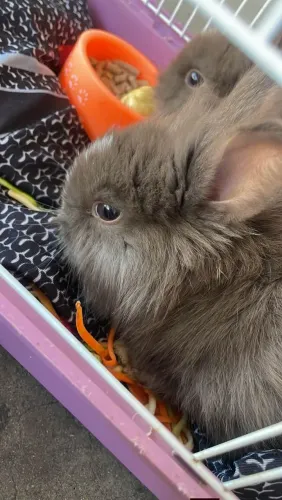 Mini coelhos pra venda 