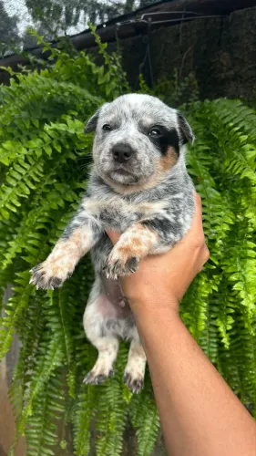 Blue heeler 