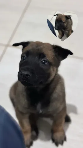 VENDO PASTOR BELGA MALINOIS