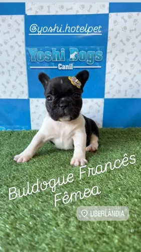 Buldogue Francês macho e femea disponível