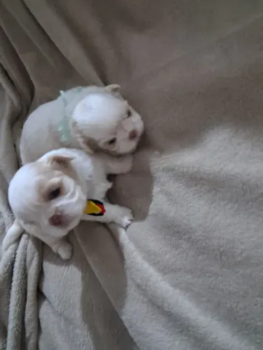 Filhotes de shih tzu branco/areia, nariz marrom.
