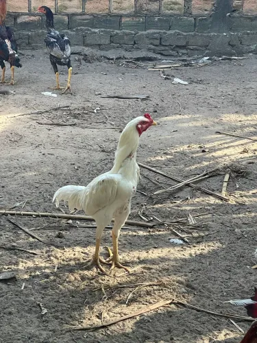 Frangos Carioca