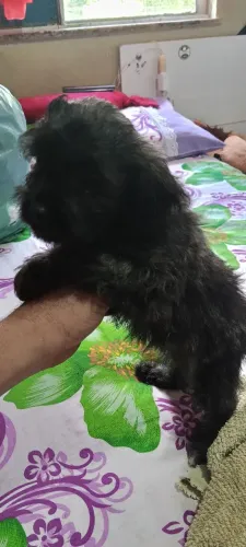 Filhote de poodle com Shitzu 