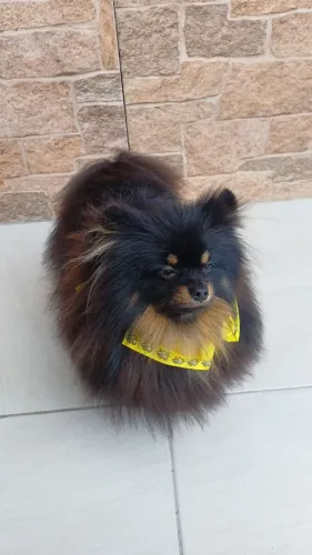 Spitz Alemão anão