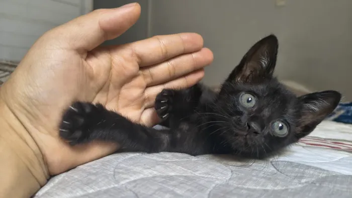 Gatinho filhote Macho ( Faço a entrega do neném)