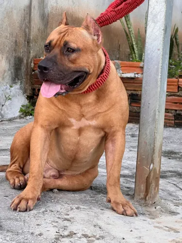 Filhotes de cachorro raça Pitty monstro