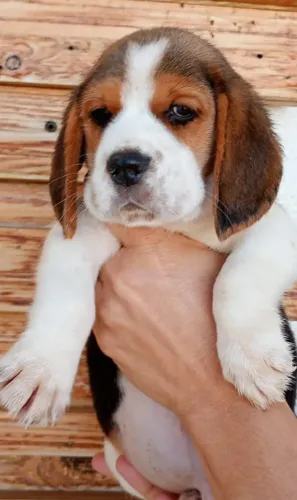 Lindas filhotes de beagles