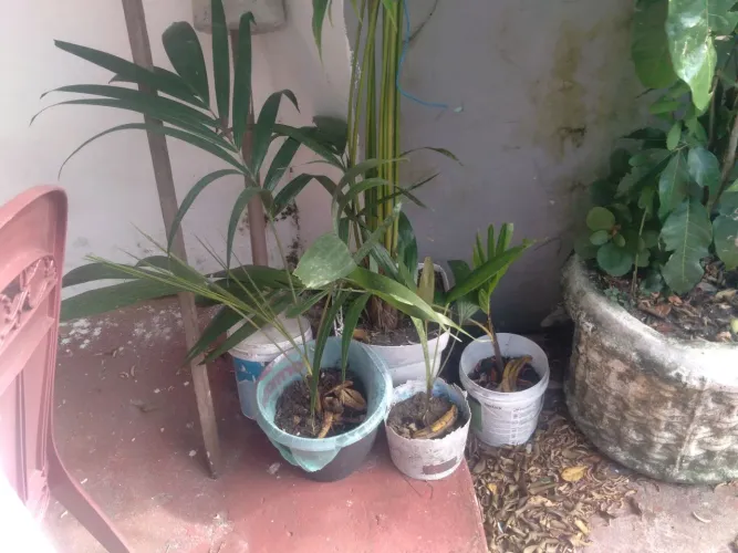 Vende-se Palmeiras Veicthia.