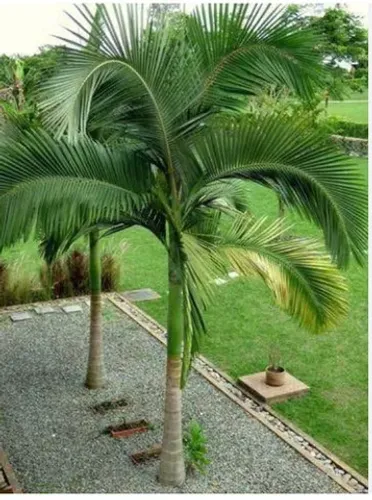 Palmeira real / jardim