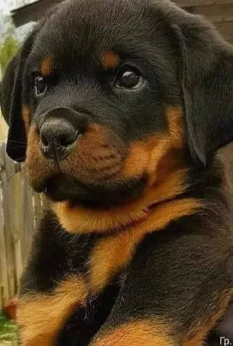 Rottweiler filhote feroz bravo e protetor