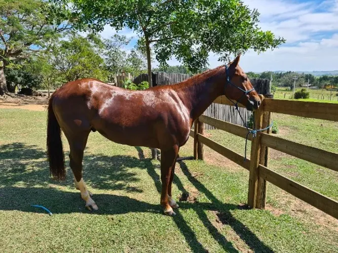 Cavalo Quarto de Milha de Tambor, Laço em dupla cabeça e pé