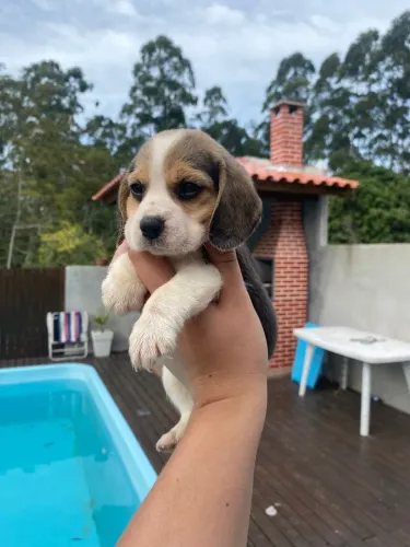 Filhote de Beagle disponível 