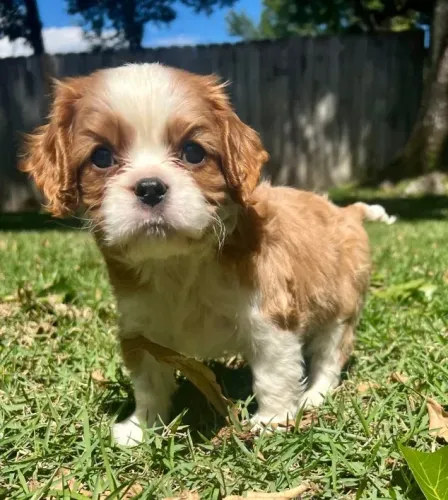 Filhotes Cavalier King com procedência impecável e estrutura ideal