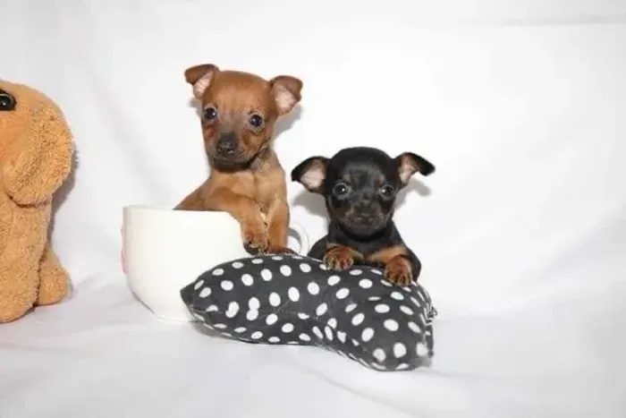 Pinscher 00 lindismos filhotes 