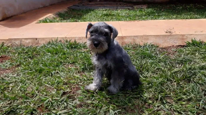 Schnauzer