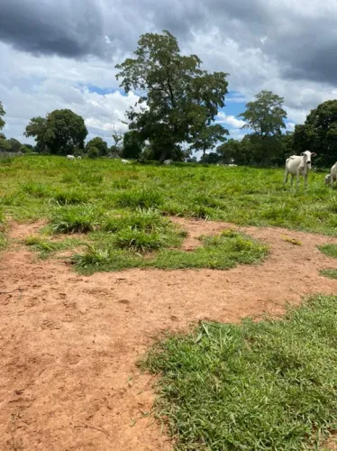 Fazenda arrendamento 1.600hec em Poconé MT.