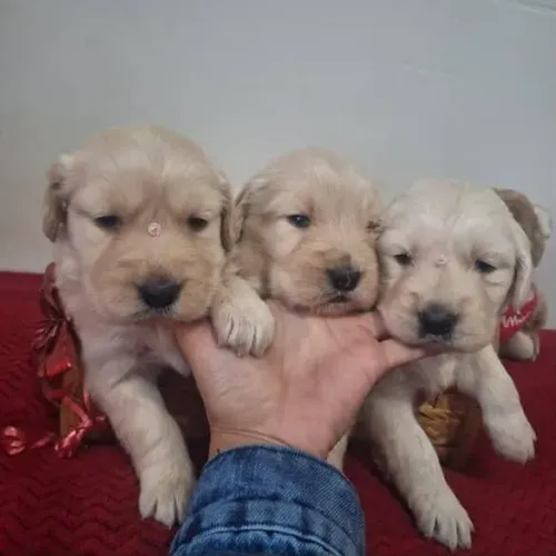 Filhotes Golden Retriever, Seu Novo Companheiro Peludo!