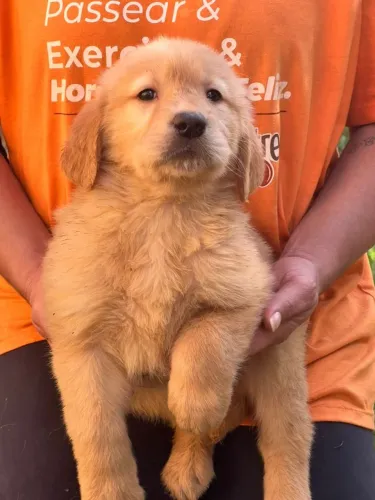 Golden retriever americano