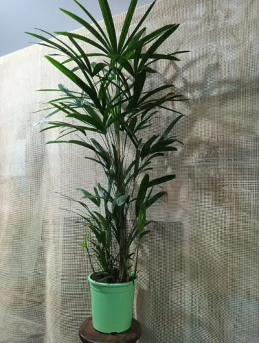 Plantas lindas a pronta entrega e leva brinde - Decoração