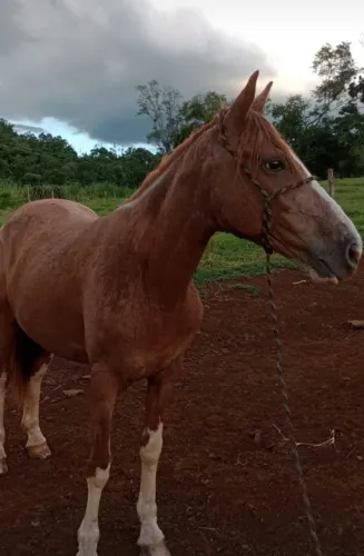 Égua crioula 