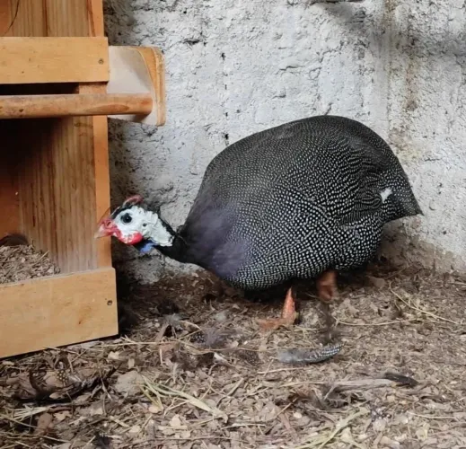 Galinha da angola gigante