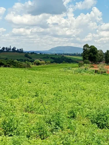 Terreno módulo rural região florestal
