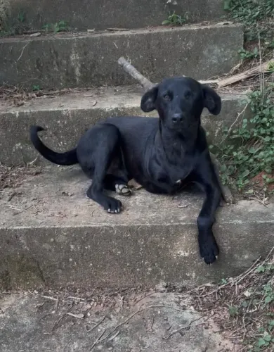Pirata - o cachorro Guerreiro
