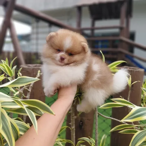 Ursinhos Belíssimos e Anões Lulu da Pomerânia 