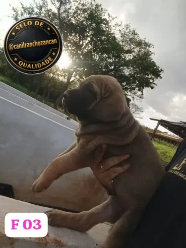 Fila brasileiro