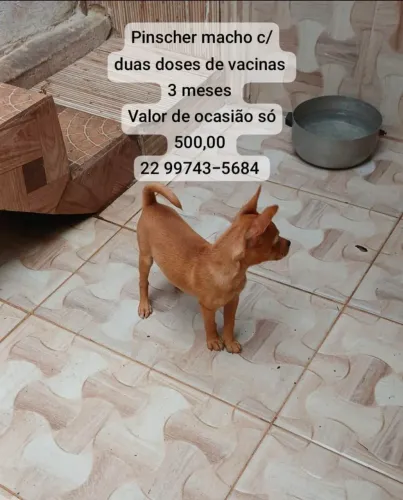 Pinscher Macho Valor promocional 