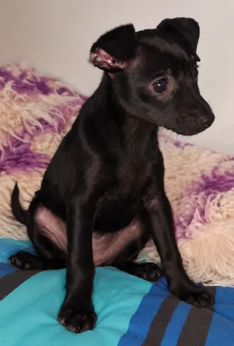 PINSCHER SERRA TALHADA *N2*