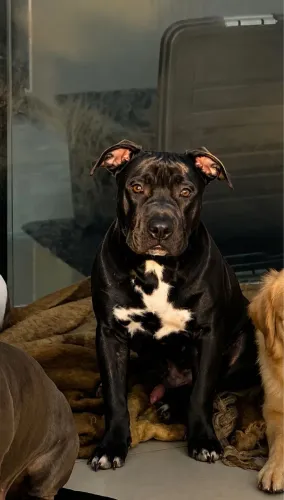 American bully Macho 