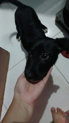 Doação de cachorro 