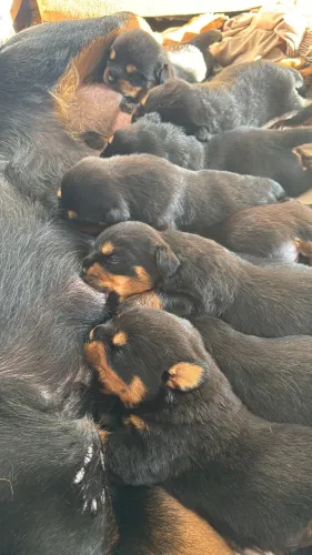 Filhotes de Rottweiler com Pedigree (3 Fêmeas)