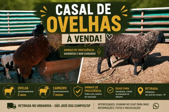 Casal de Ovelhas à Venda