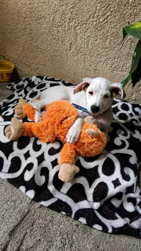 Doação responsável labrador com vira lata