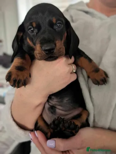 Cãozinho dachshund/teckel/basset/salsicha/cofap olhos azuis e dócil