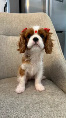 Cavalier lindas fêmeas baby face machinho