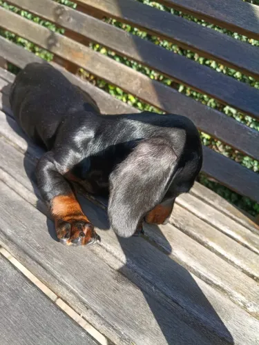 Teckel macho 