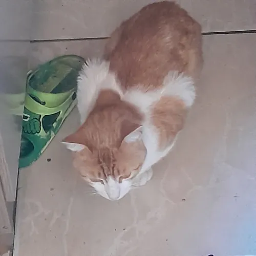 Gato doação 