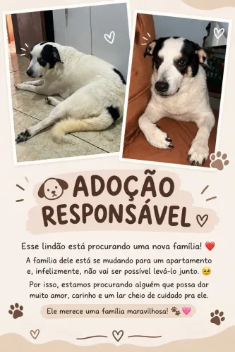 Cachorro para adoção responsável.